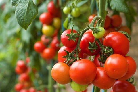 Giá trị dinh dưỡng bất ngờ của cà chua