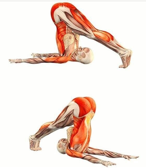 Giải phẫu chi tiết cơ vận động khi tập Yoga