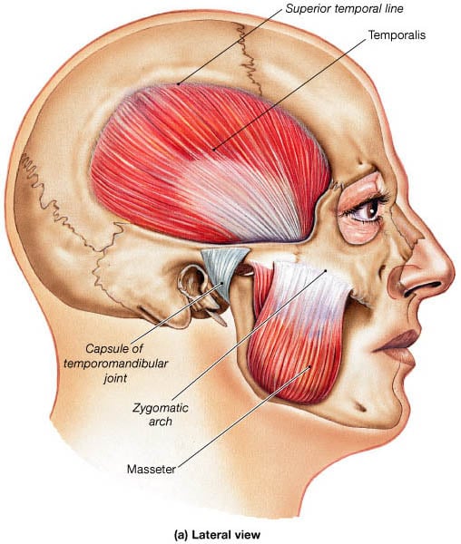 Cơ cắn masseter