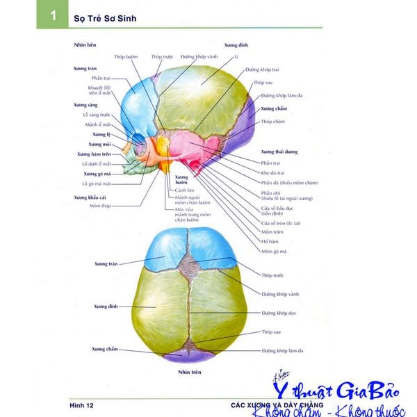 Hình ảnh giải phẫu chi tiết 