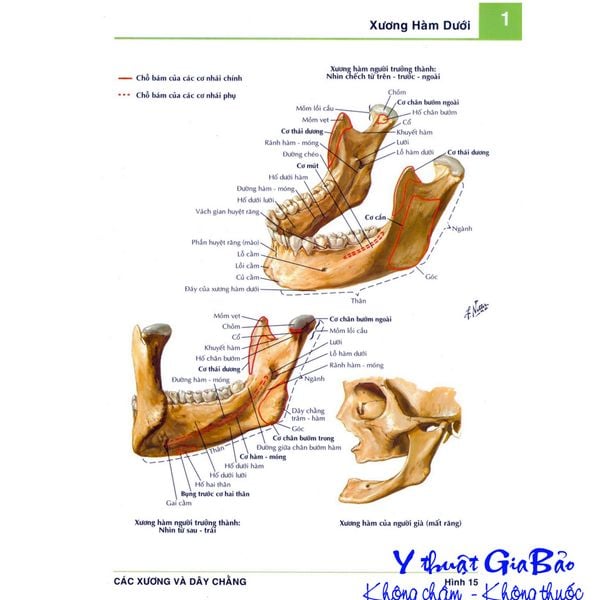 Hình ảnh giải phẫu chi tiết 