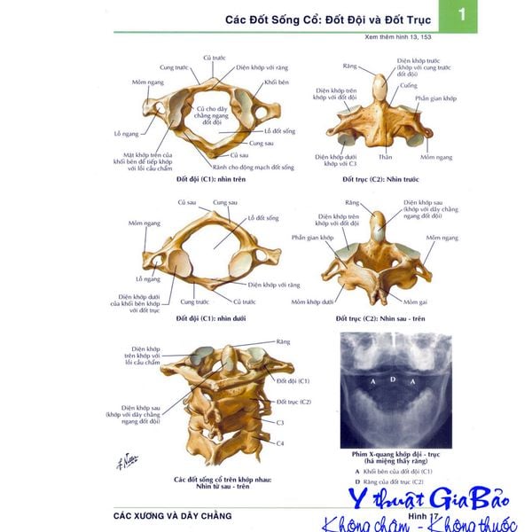 Hình ảnh giải phẫu chi tiết 