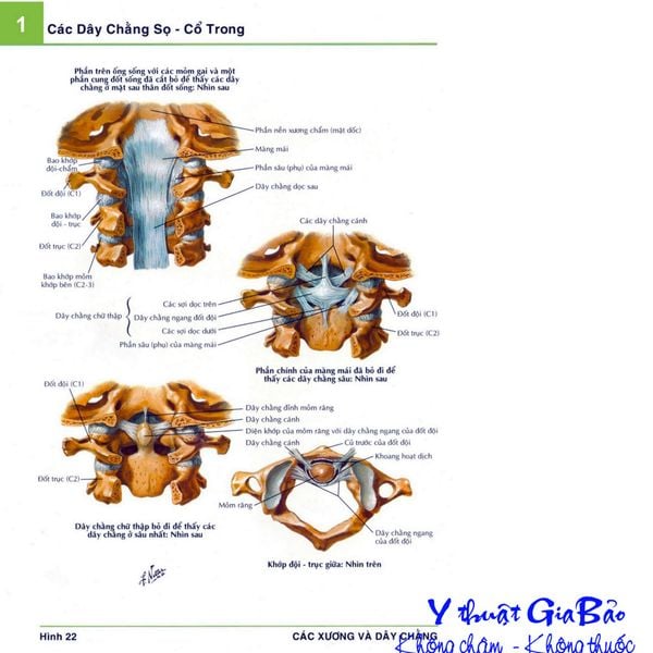 Hình ảnh giải phẫu chi tiết 