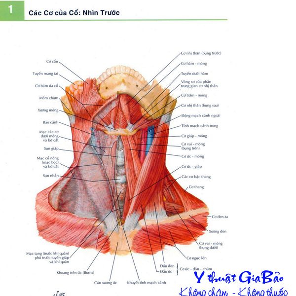 Hình ảnh giải phẫu chi tiết 