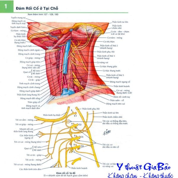 Hình ảnh giải phẫu chi tiết 