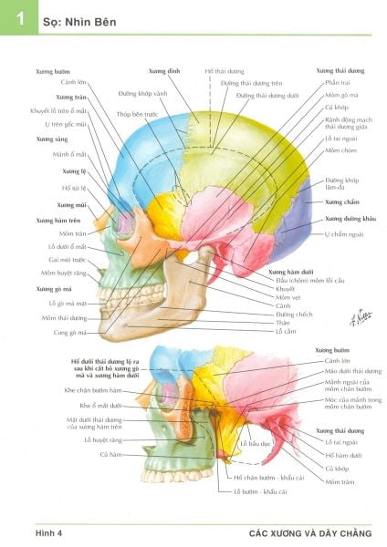 Hình ảnh giải phẫu chi tiết 