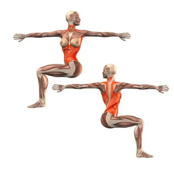 Giải phẫu các nhóm cơ vận động khi tập Yoga