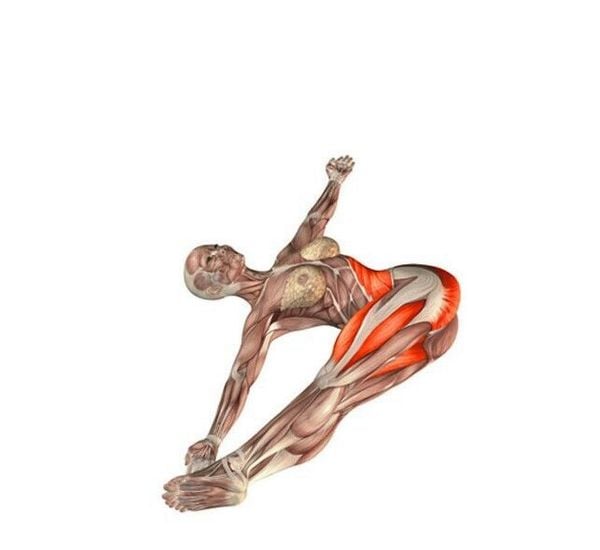 Giải phẫu các nhóm cơ vận động khi tập Yoga