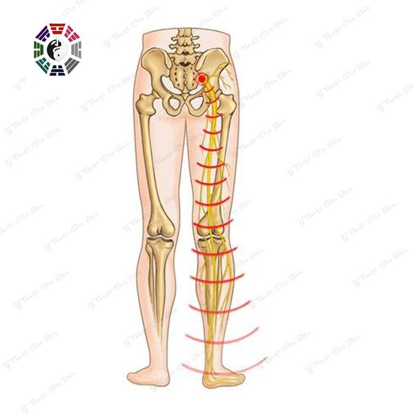 Cấu tạo cơ quan cơ xương khớp ở chân
