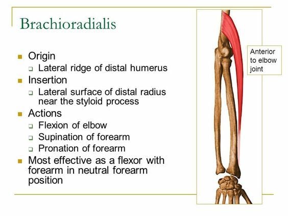 cơ cánh tay quay brachioradialis