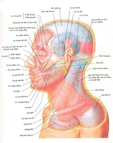 Mô hình giải phẫu hệ cơ xương đầu mặt cổ M1000214  huuhaovn
