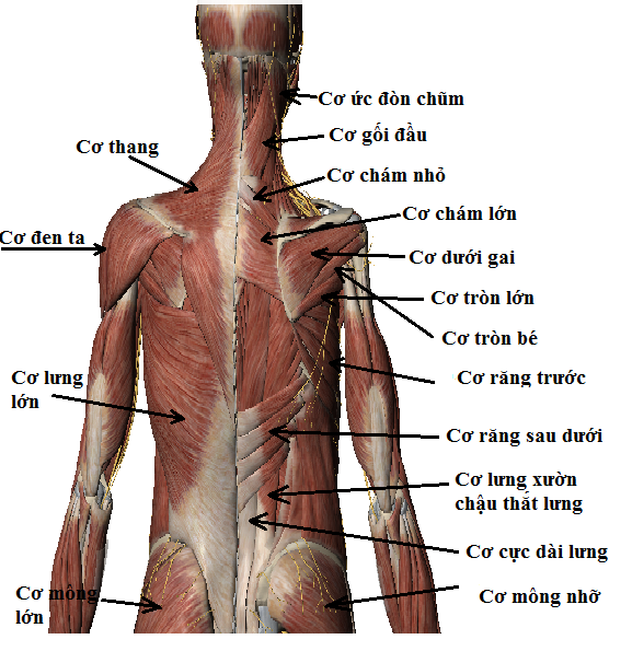 Cấu tạo cơ lưng