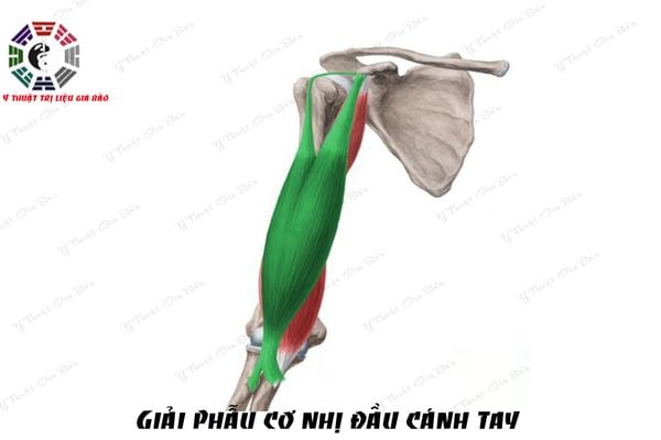 giai phau co nhi biceps brachii