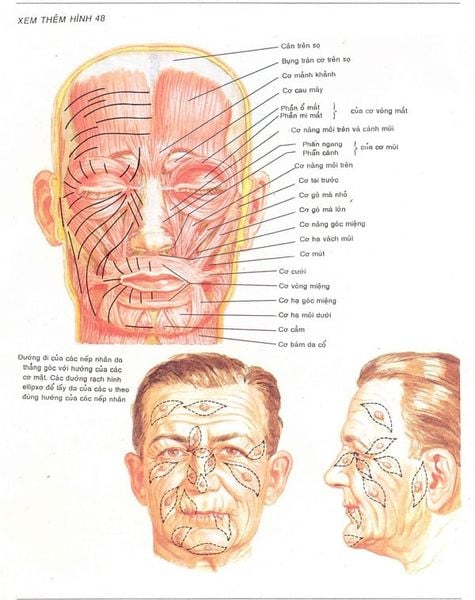 Mô hình giải phẫu vùng đầu mặt cổ và não bên trong