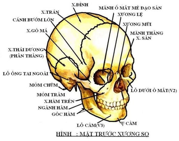 Mô hình vùng đầu mặt cổ và các dây thần kinh bao quanh