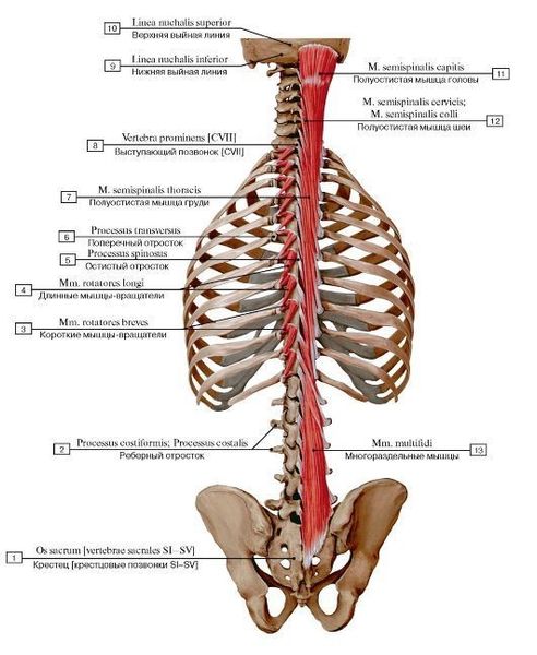 cấu tạo cơ dựng sống