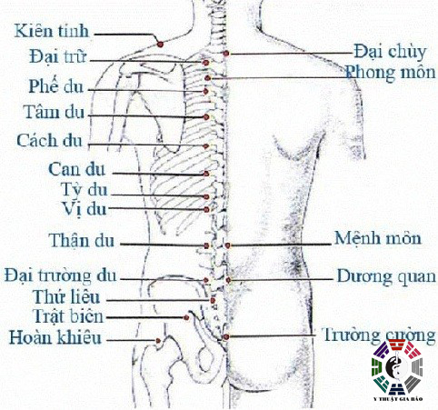 Các huyệt đạo vùng lưng eo mông
