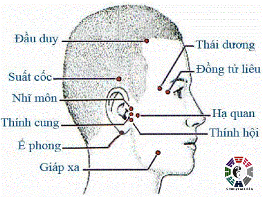 Các huyệt đạo nằm trên vùng đầu và mặt