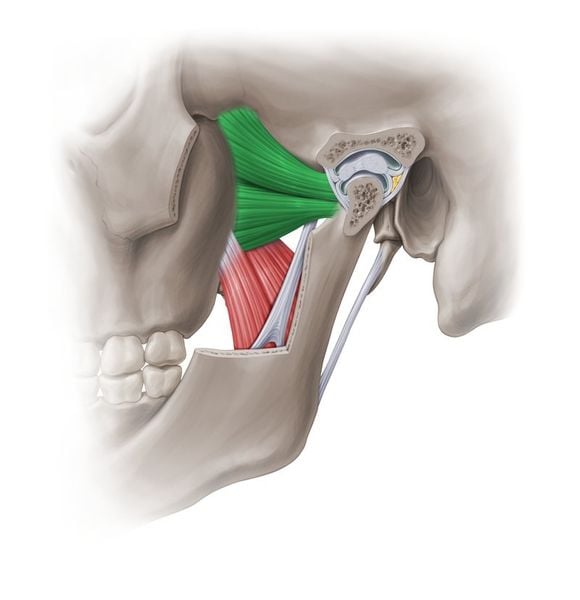 cơ chân bướm ngoài lateral pterygoid