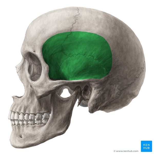 giải phẫu cơ thái dương temporalis