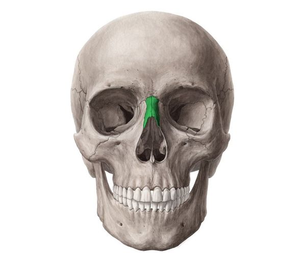 giải phẫu chi tiết xương mũi