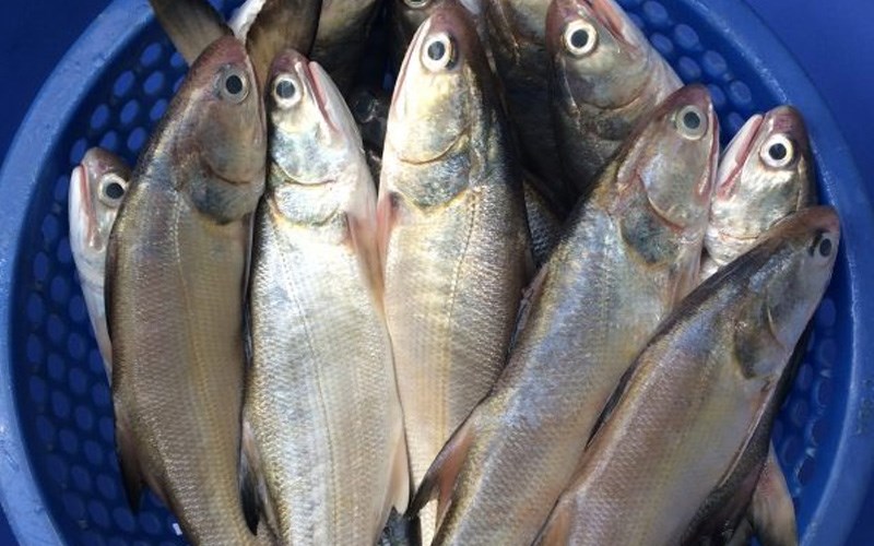 Cá Chét (Cá Nhụ) được đánh bắt xong sơ chết kĩ mới đem làm mắm