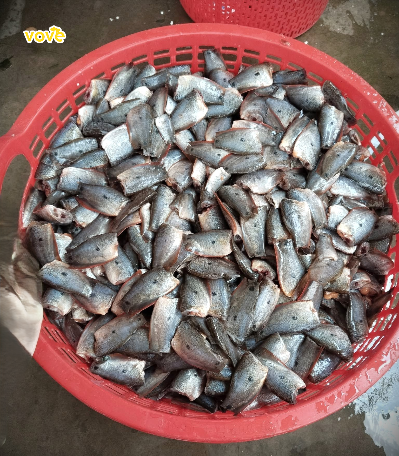 khoca hướng dẫn bạn cách tự làm món mắm cá sặc tại nhà