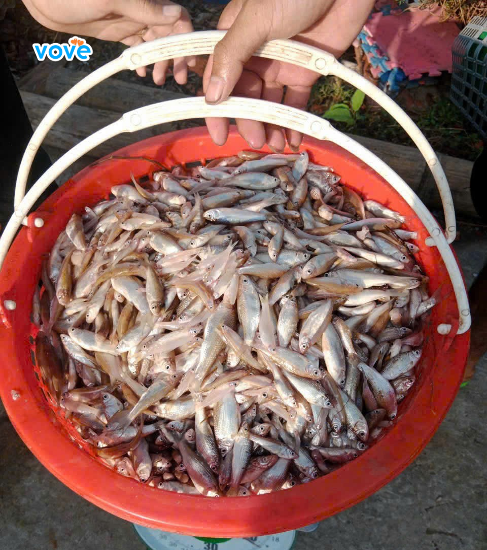 khoca hướng dẫn bạn cách chọn cá linh chuẩn để làm mắm