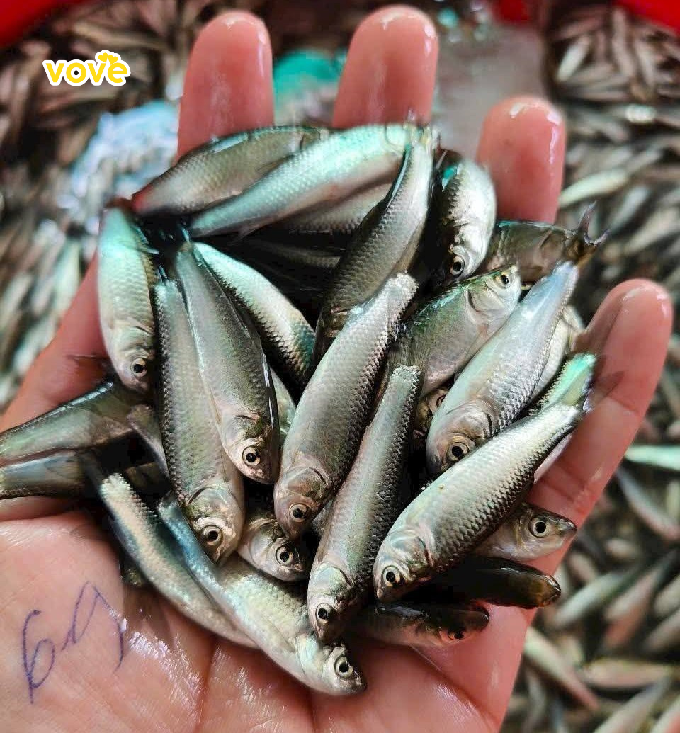 các bước để chế biến ra món mắm cá linh thơm ngon chuẩn vị