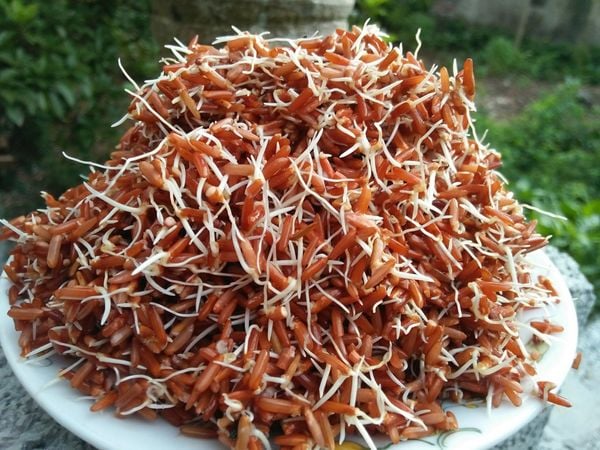 Gạo lứt nảy mầm nguyên cám giàu dinh dưỡng tốt cho người tiểu đường