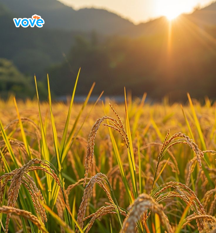 khoca giới thiệu quy trình sản xuất gạo mầm nghệ vibigaba