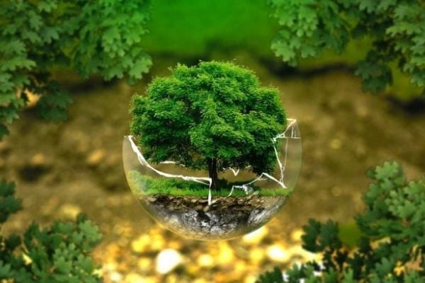 4 nguyên tắc cơ bản của nền nông nghiệp hữu cơ