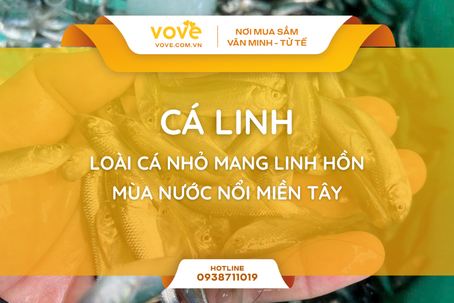 Cá linh – Loài cá nhỏ mang linh hồn mùa nước nổi miền Tây
