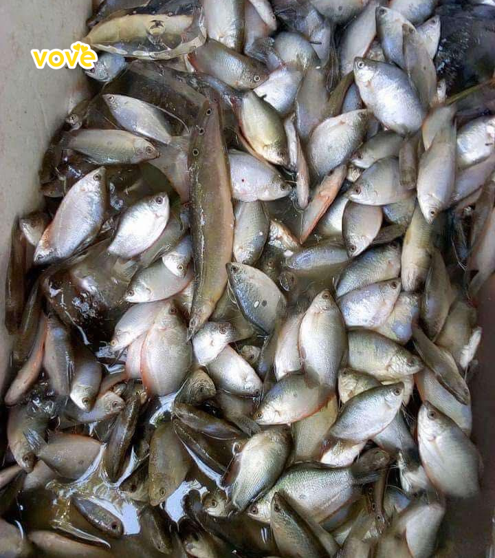 cá sặc tươi mua về phải sơ chế trước khi vào bước làm mắm