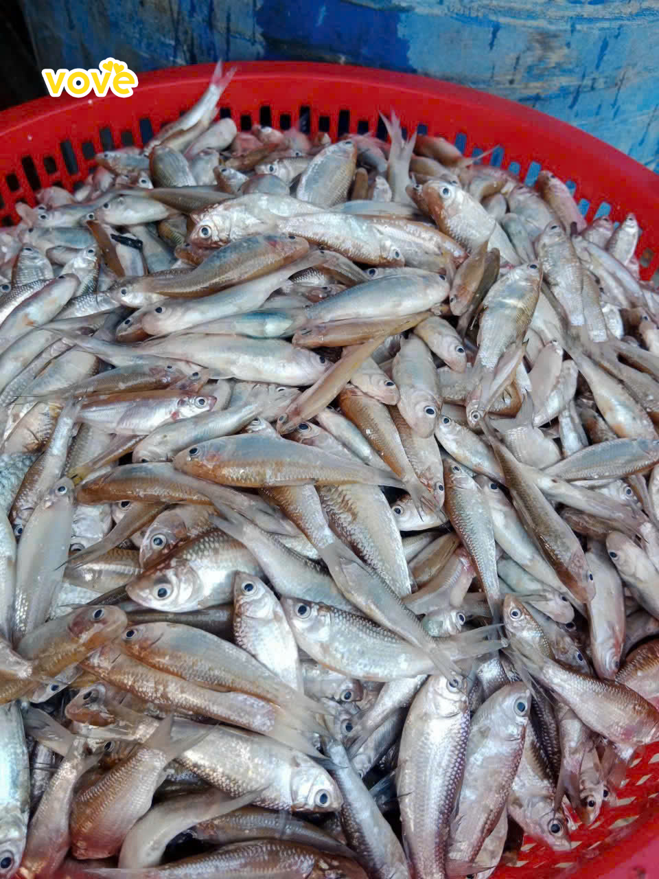cách chọn cá làm mắm cá linh ngon