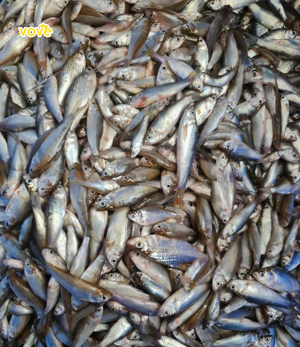 cá linh là một loài cá linh thiêng du nhập từ biển hồ camuchia về việt nam