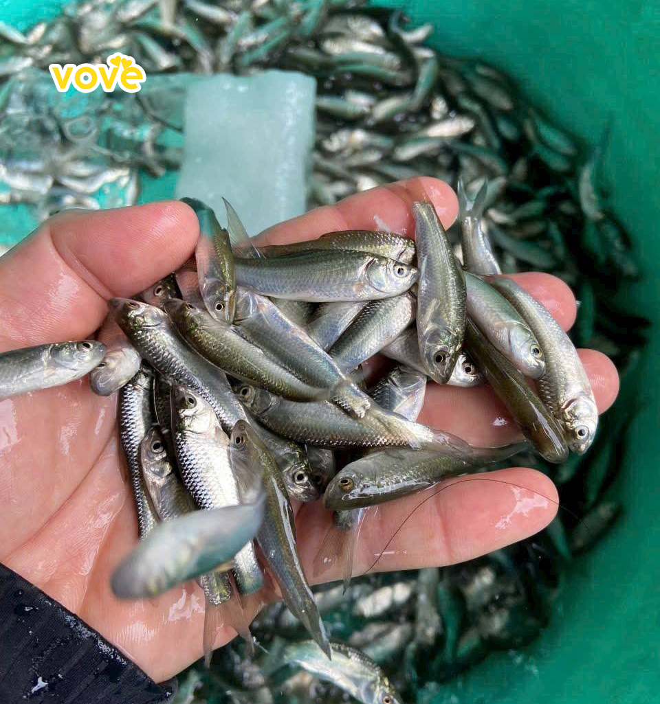 mắm cá linh và nguồn gốc ly kì của nó