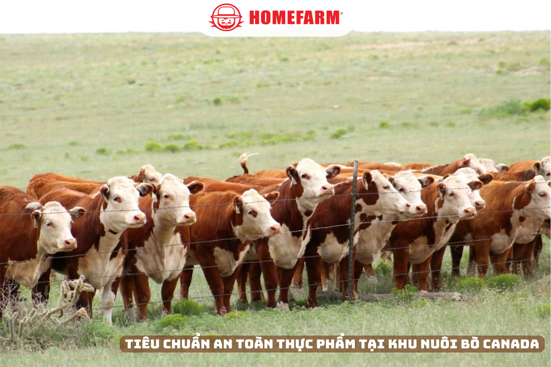 Cùng Homefarm khám phá những tiêu chuẩn về an toàn thực phẩm tại khu vực chăn nuôi bò tại Canada
