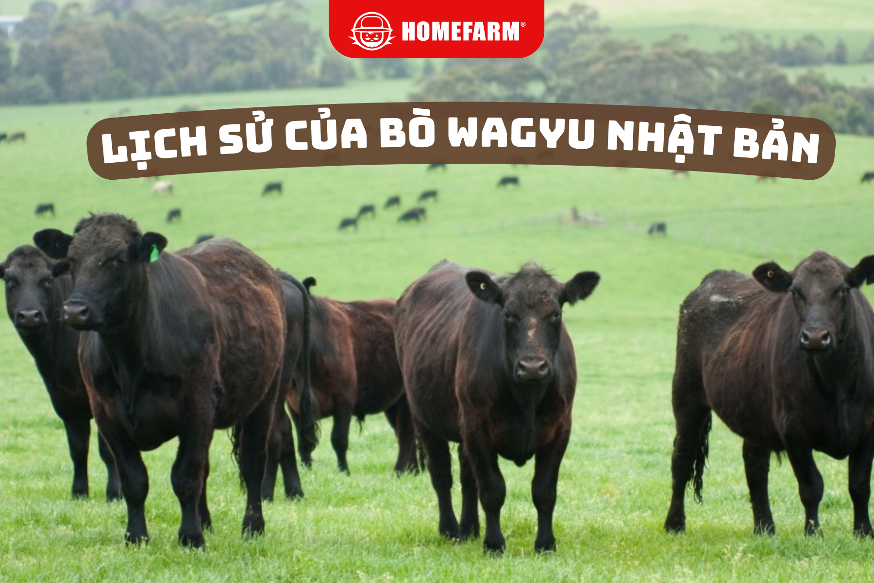 Cùng Homefarm tìm hiểu: Lịch sử của bò Wagyu Nhật Bản
