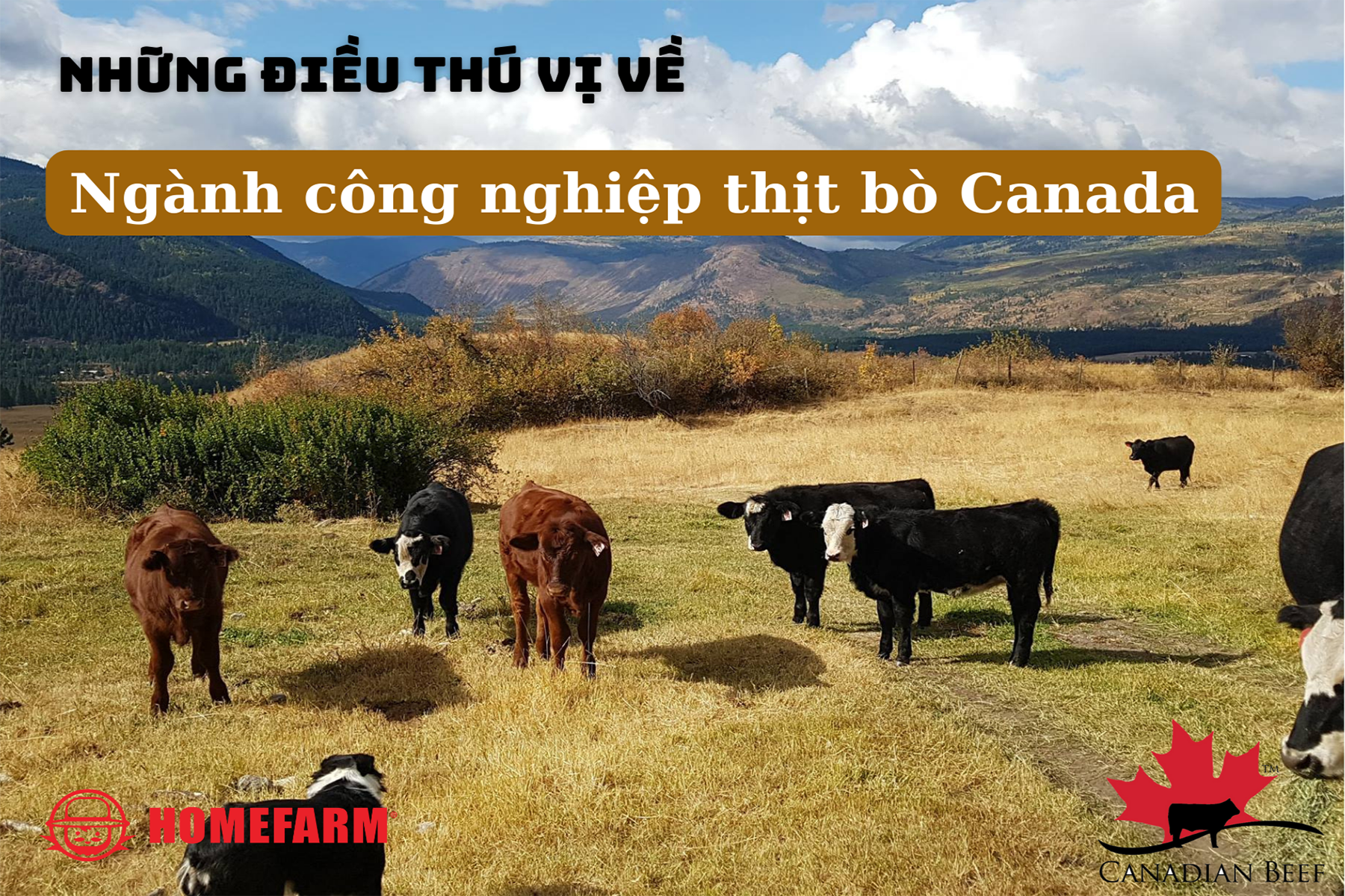 Homefarm bật mí những điều thú vị về ngành công nghiệp thịt bò Canada