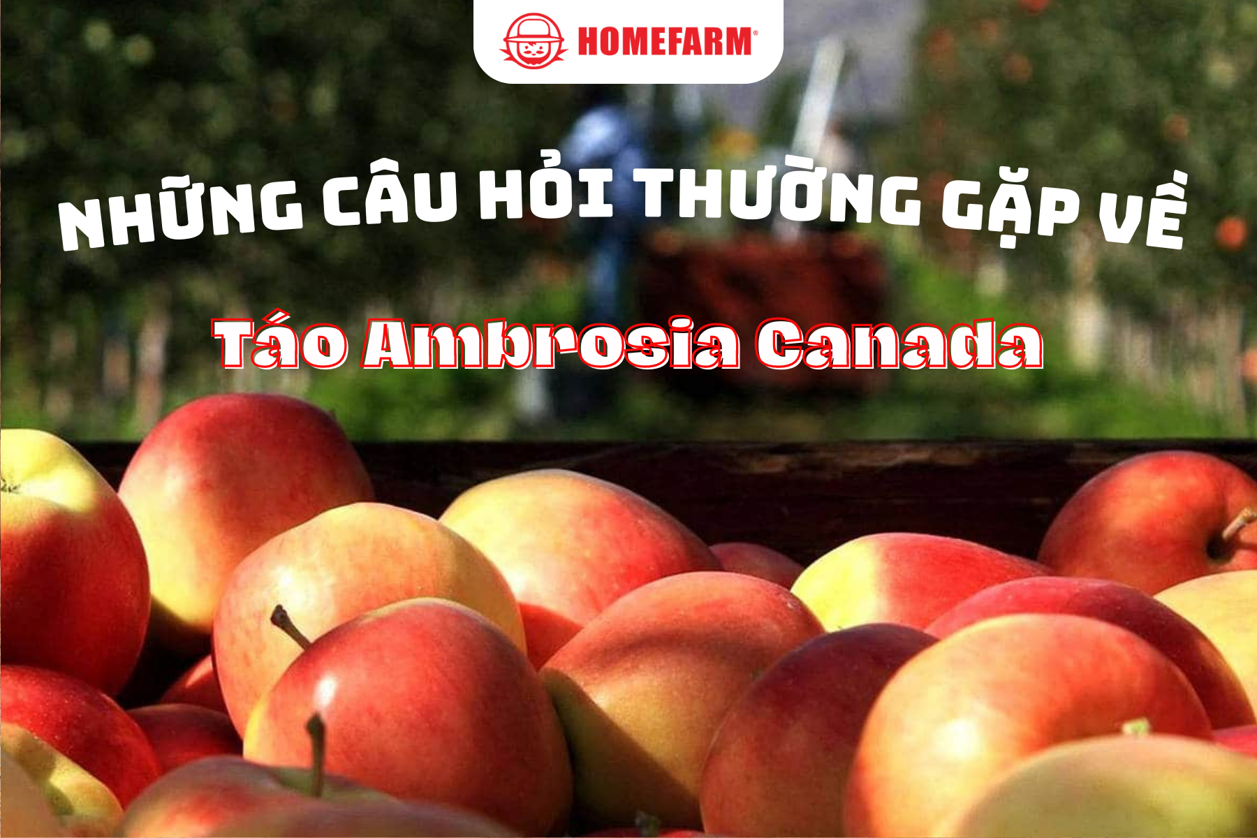 Homefarm giúp bạn giải đáp những câu hỏi thường gặp về táo Ambrosia Canada