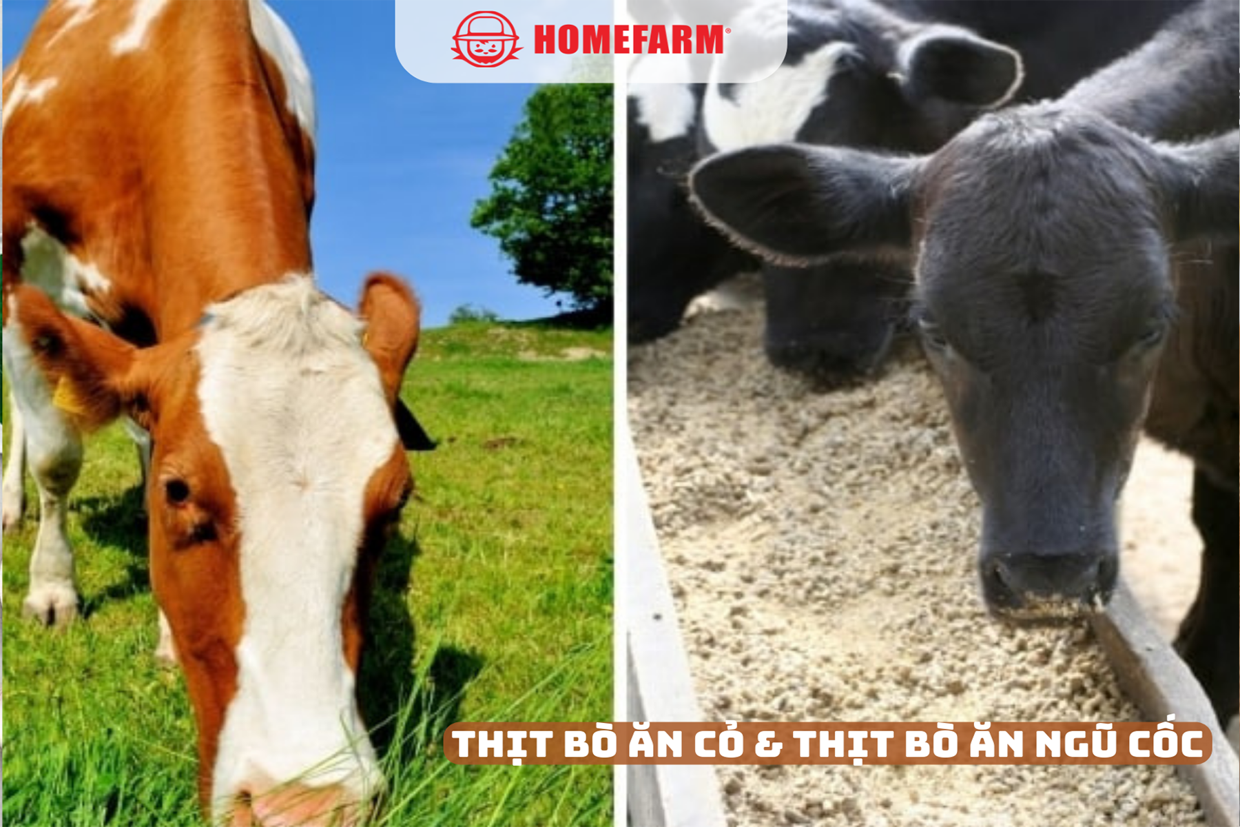 Cùng Homefarm phân biệt thịt bò ăn cỏ và thịt bò ăn ngũ cốc