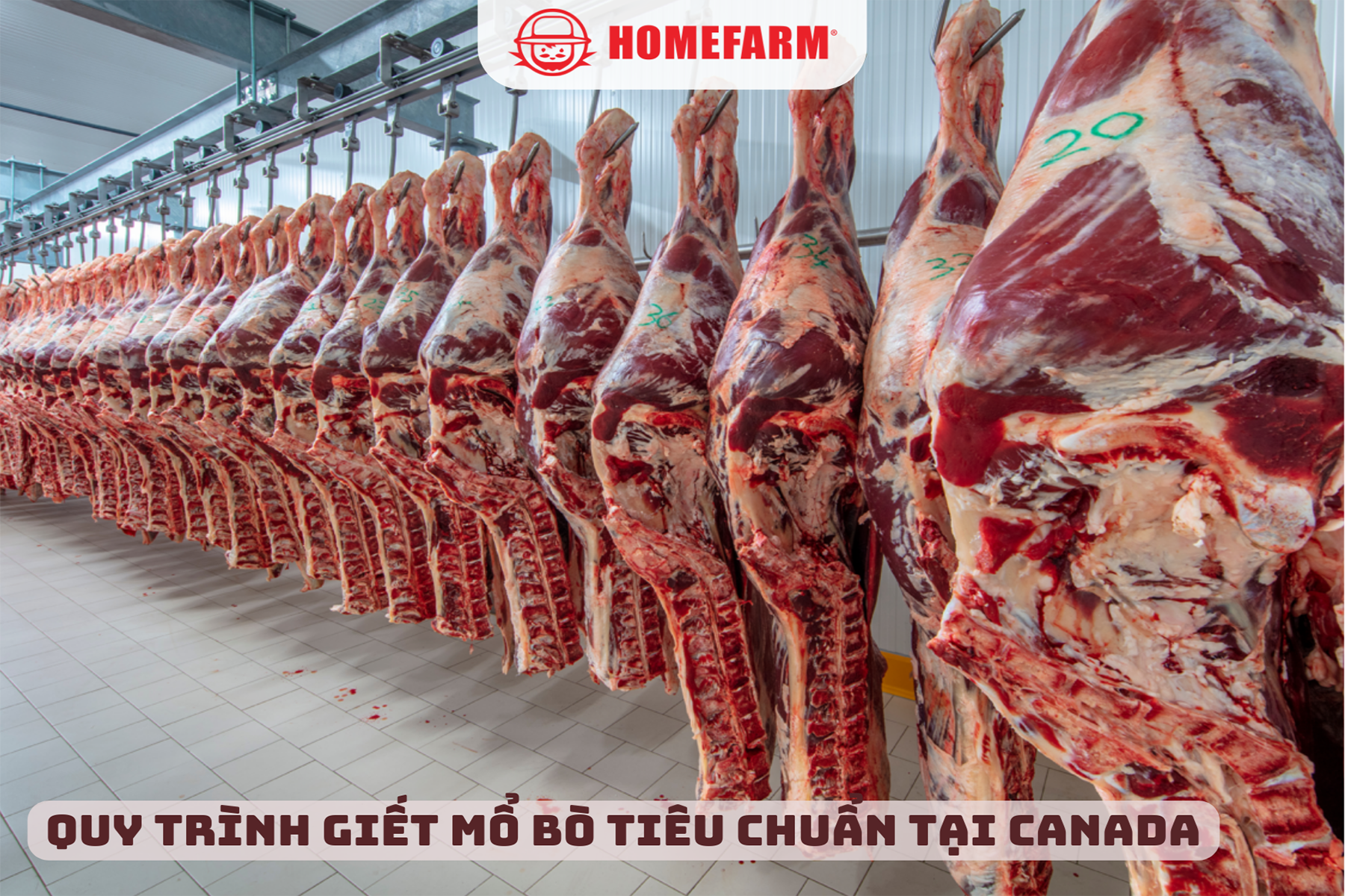 Cùng Homefarm tìm hiểu về quy trình giết mổ bò tiêu chuẩn tại Canada