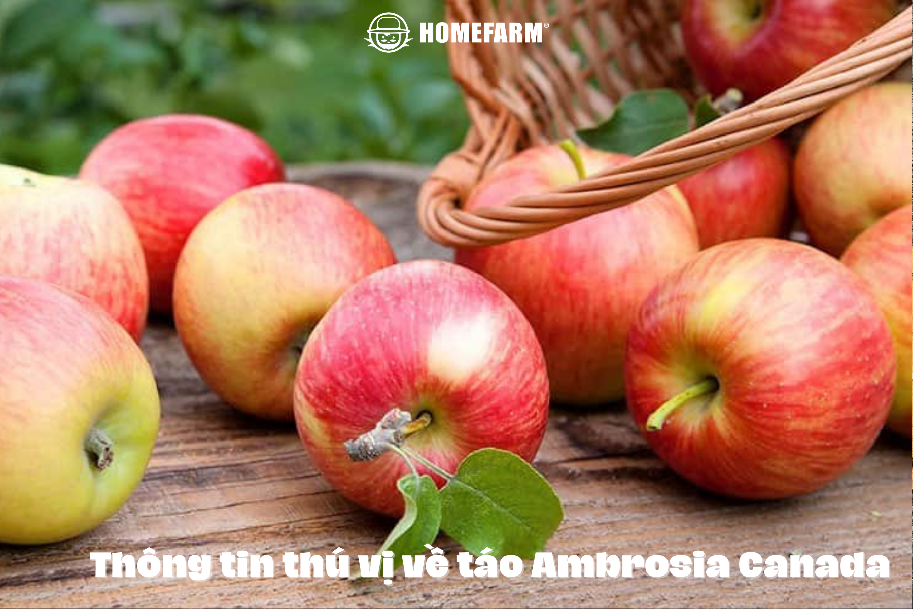 Những thông tin thú vị về trái táo Ambrosia Canada mà có thể bạn chưa biết