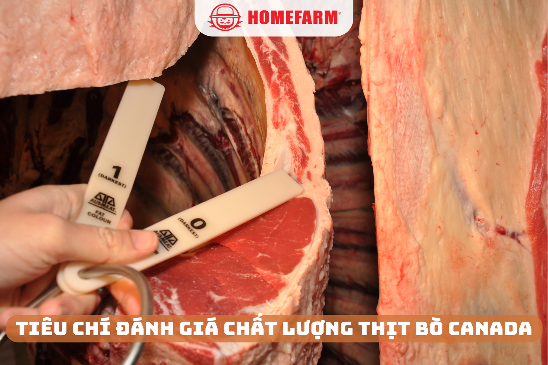 Cùng Homefarm khám phá các tiêu chí đánh giá chất lượng thịt bò nhập khẩu Canada
