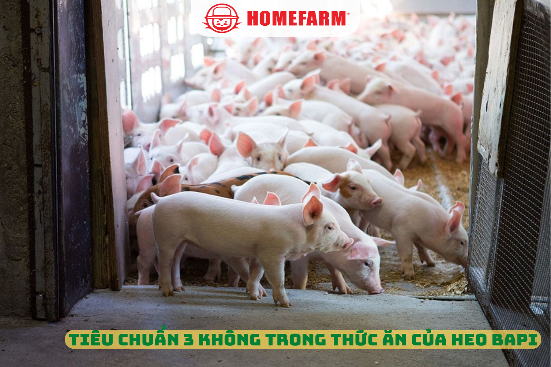 Cùng Homefarm tìm hiểu tiêu chuẩn 3 KHÔNG trong thức ăn của heo ăn chuối Bapi