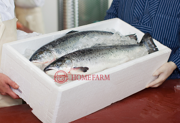 Cá hồi tươi Nauy Fillet, Cá hồi tươi nhập khẩu tốt nhất - Homefarm - Thực Phẩm Nhập Khẩu Cao Cấp