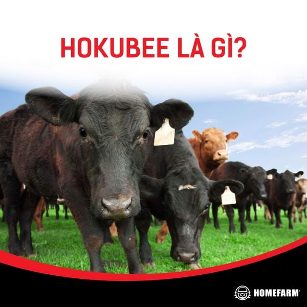 Thịt bò Úc Hokubee tại Homefarm có phải thịt bò công nghệ? - Homefarm - Thực Phẩm Nhập Khẩu Cao Cấp