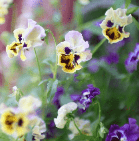 hoa pansy