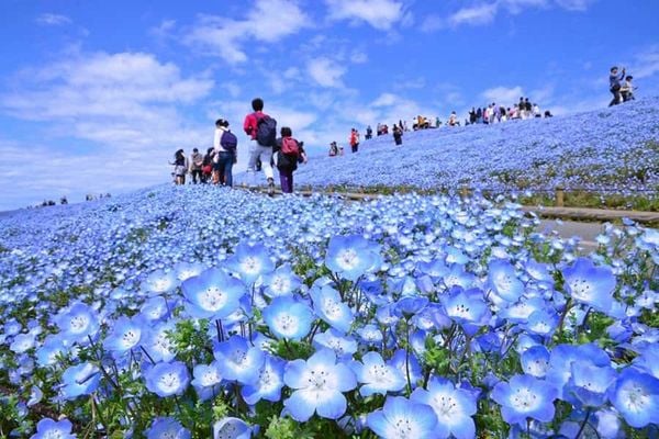 hoa nemophila